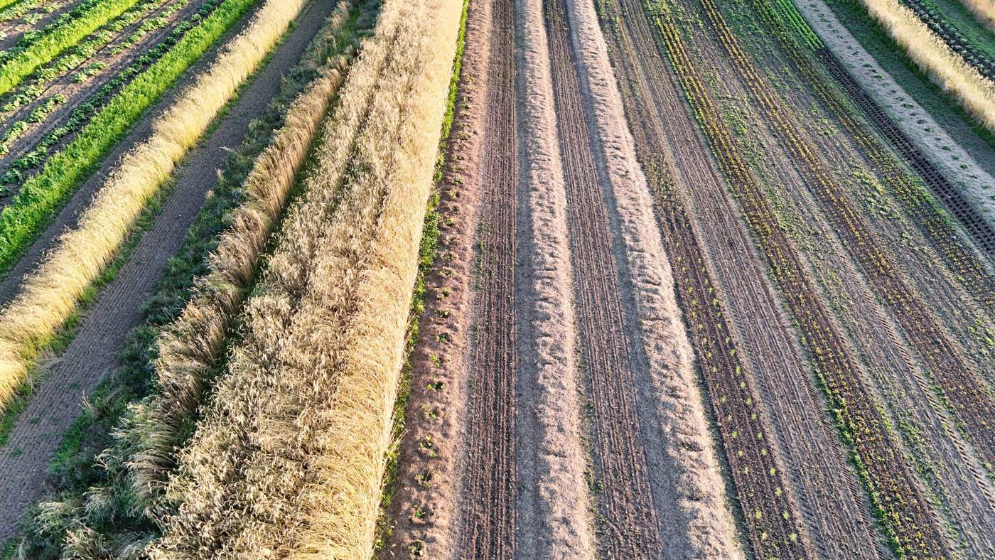 Strip cropping on the SlowGrow fields